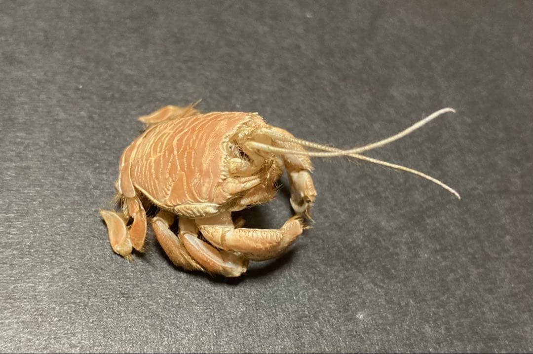 クダヒゲガニ 標本 約5cm カニ　乾燥標本　甲殻類