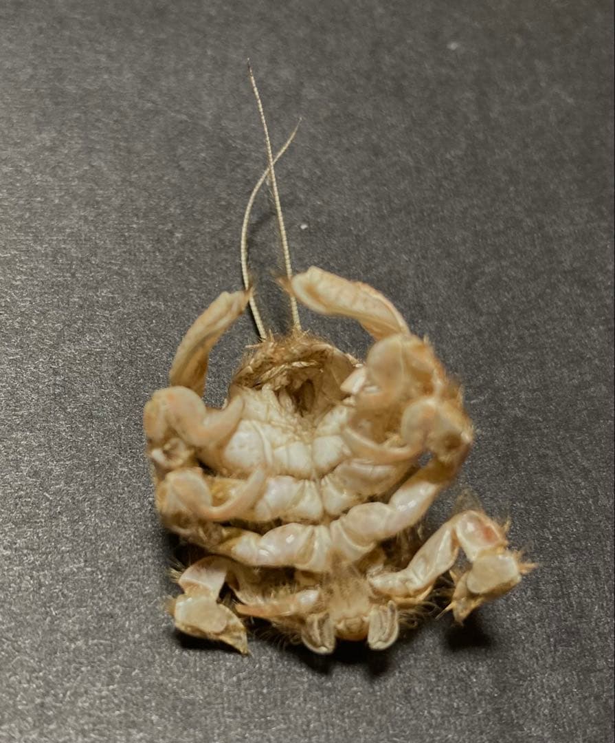 クダヒゲガニ 標本 約5cm カニ　乾燥標本　甲殻類