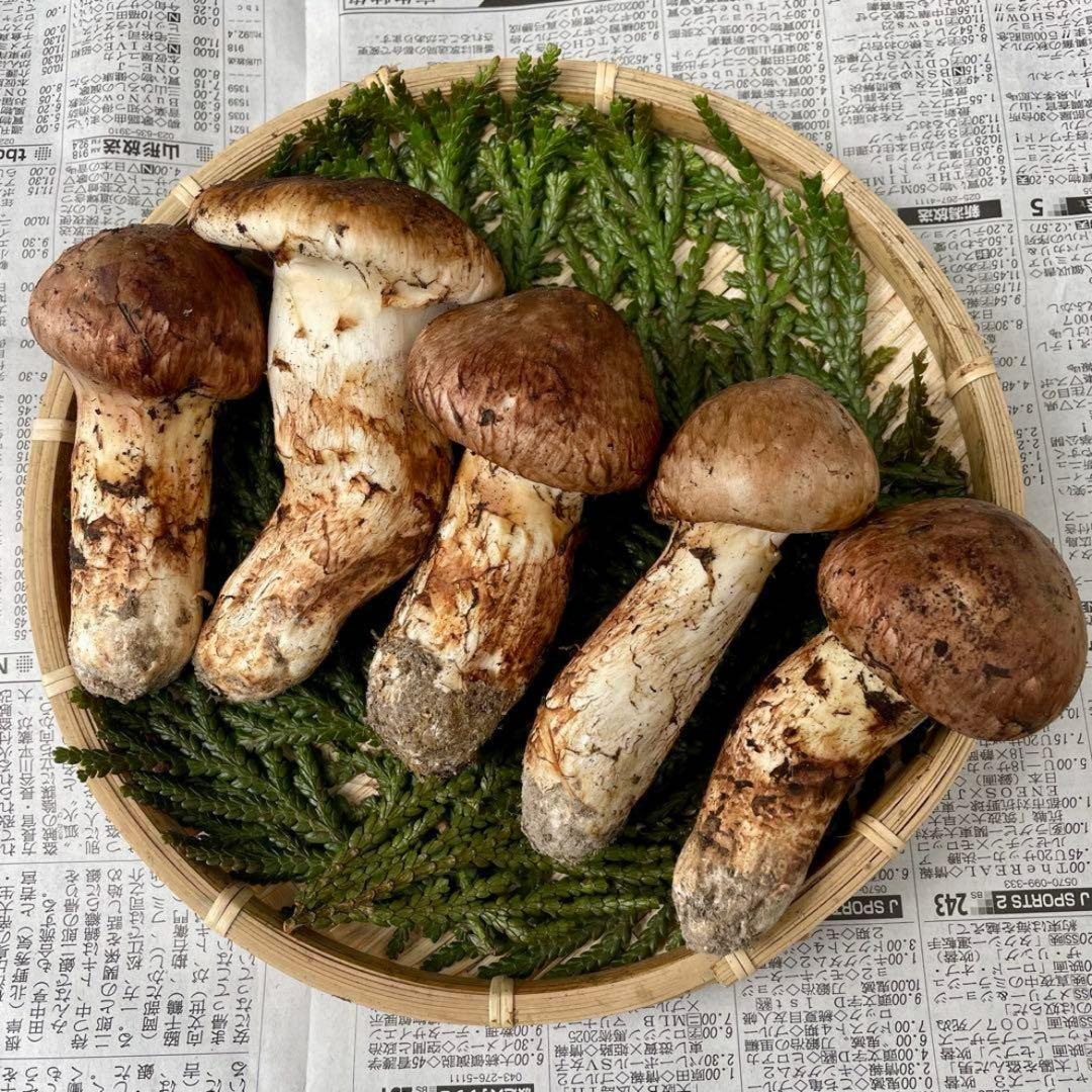 天然きのこ 松茸 国産 極上‼️ マツタケ まつたけ 大自然の凛さん採取その179