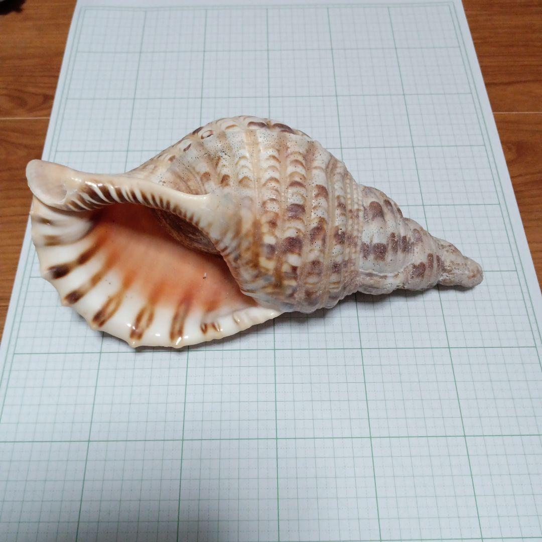法螺貝　25cm程度