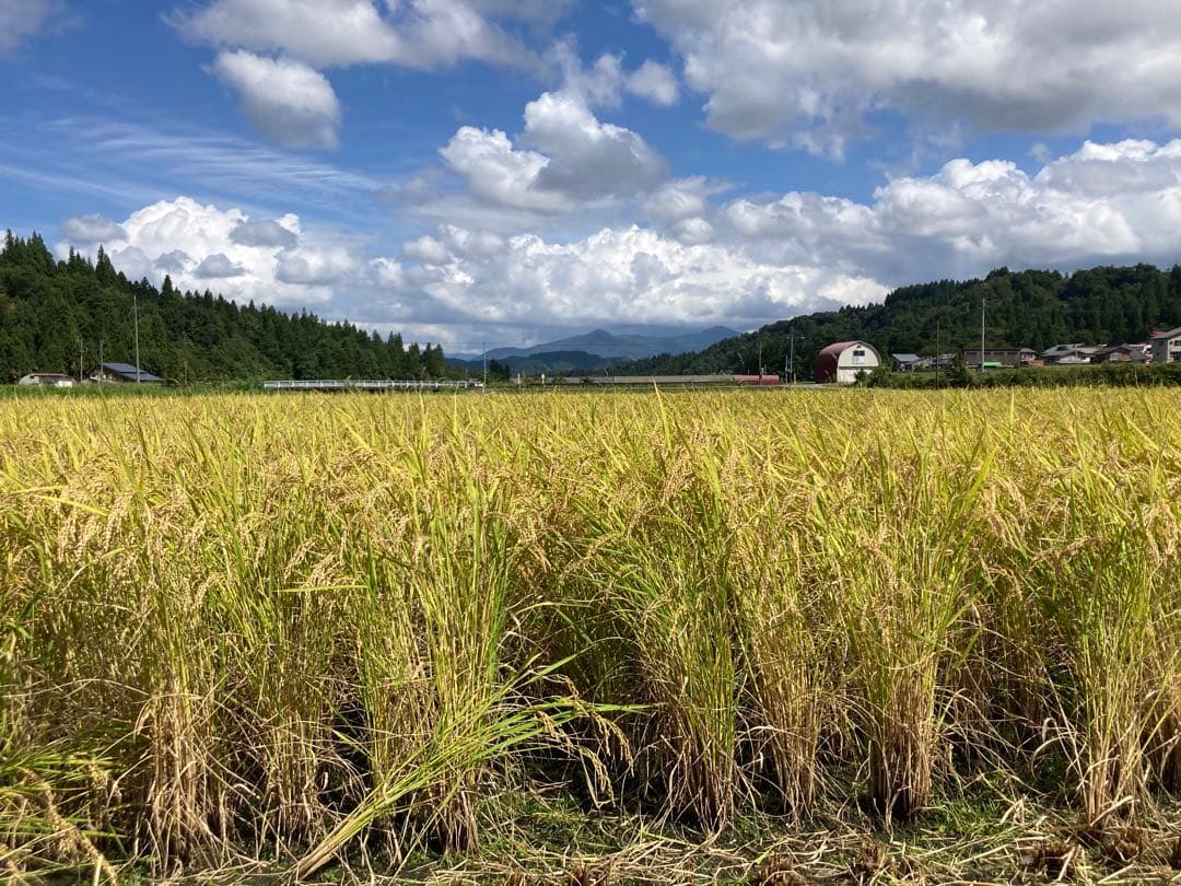 7年産魚沼コシヒカリ　玄米30kg