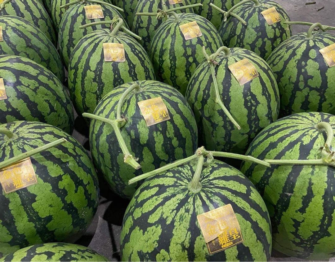 劇的に美味い！熊本産【金色羅皇】秀品3L2玉セット（17〜19k箱込）かめまる堂