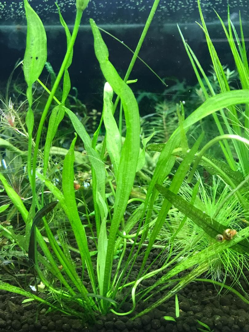 ☆ 美種！ 極珍種！ アマゾン　オテリア　アラグアイア川産　1株 ☆