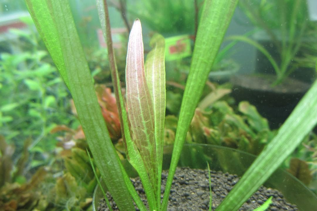 ☆ 美種！ 極珍種！ アマゾン　オテリア　アラグアイア川産　1株 ☆