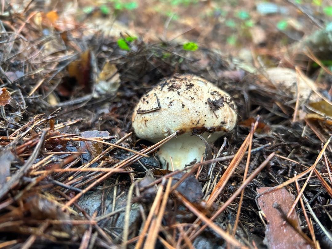 岩手県産松茸 220ｇ 今日の採れたて午後の15時に採りました！