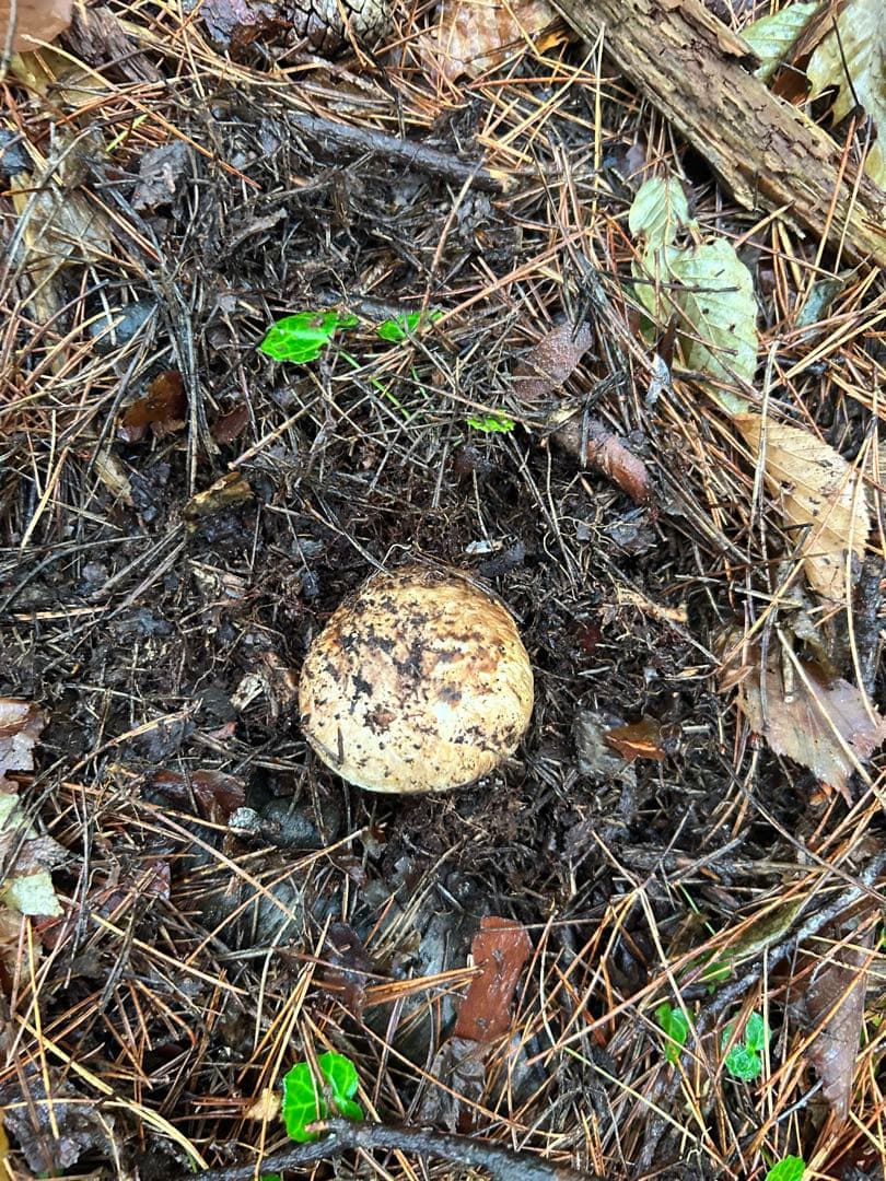 岩手県産松茸 220ｇ 今日の採れたて午後の15時に採りました！