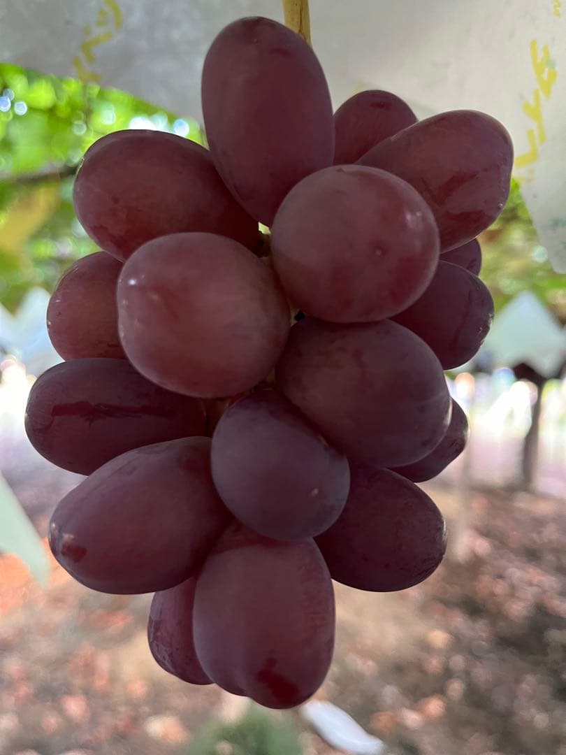 #3 富士の輝き　サンシャインレッド　マイハート　シャインマスカット 他3kg