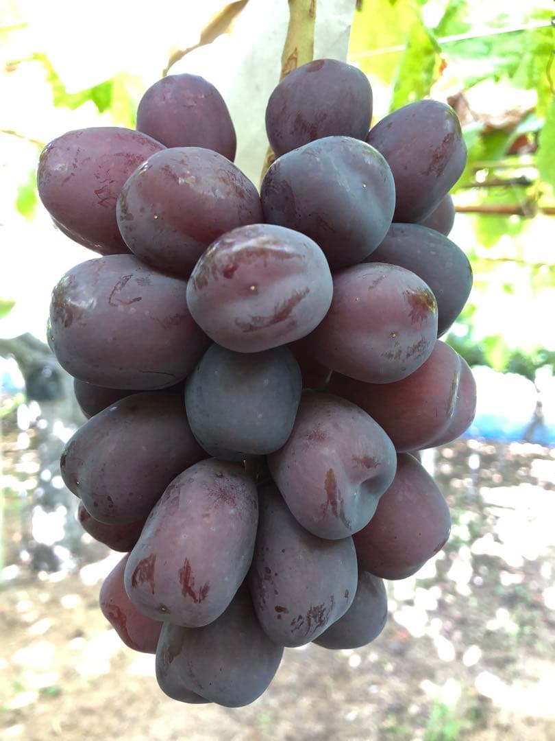 #3 富士の輝き　サンシャインレッド　マイハート　シャインマスカット 他3kg