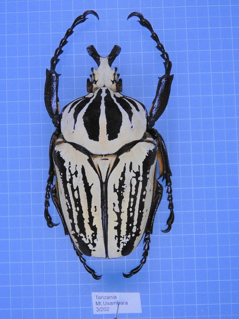 タンザニア産　プレウスオオツノハナムグリ　88mm