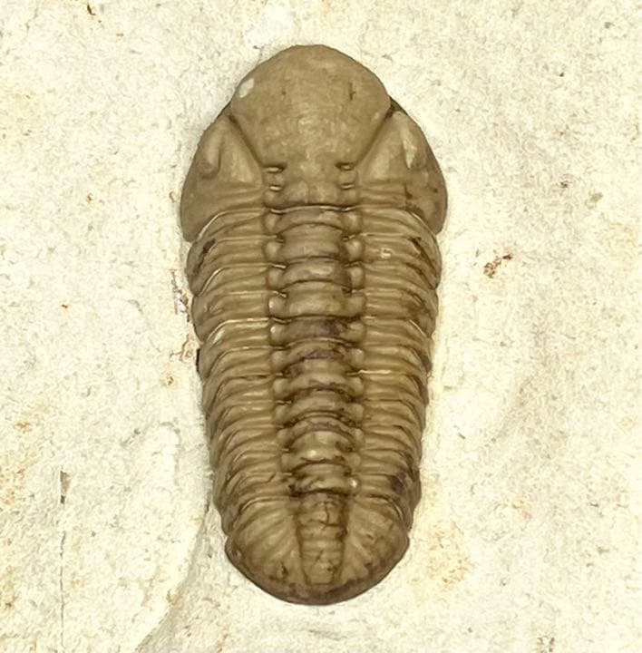 三葉虫　化石　Kainops