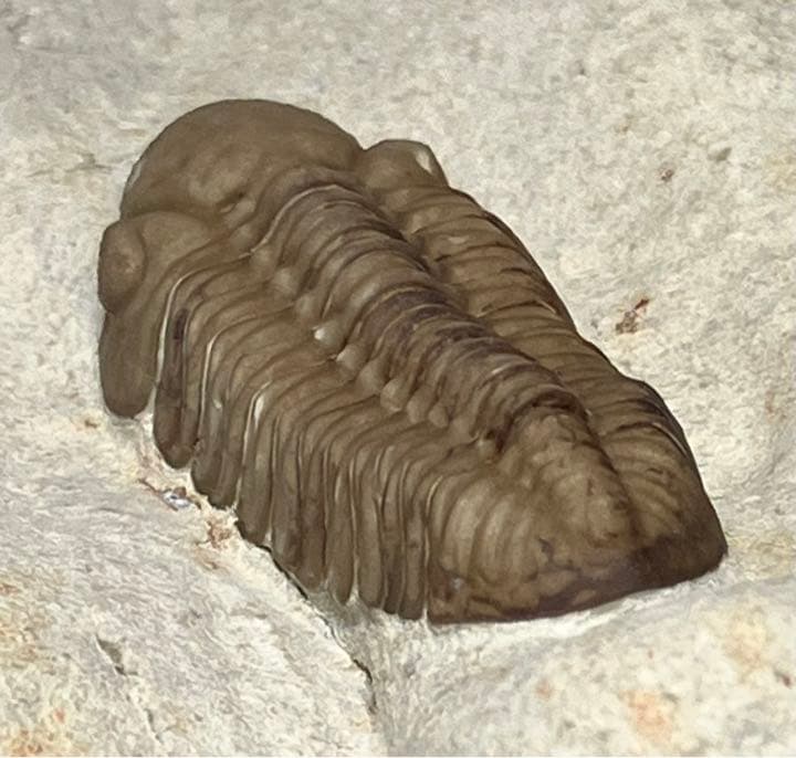 三葉虫　化石　Kainops