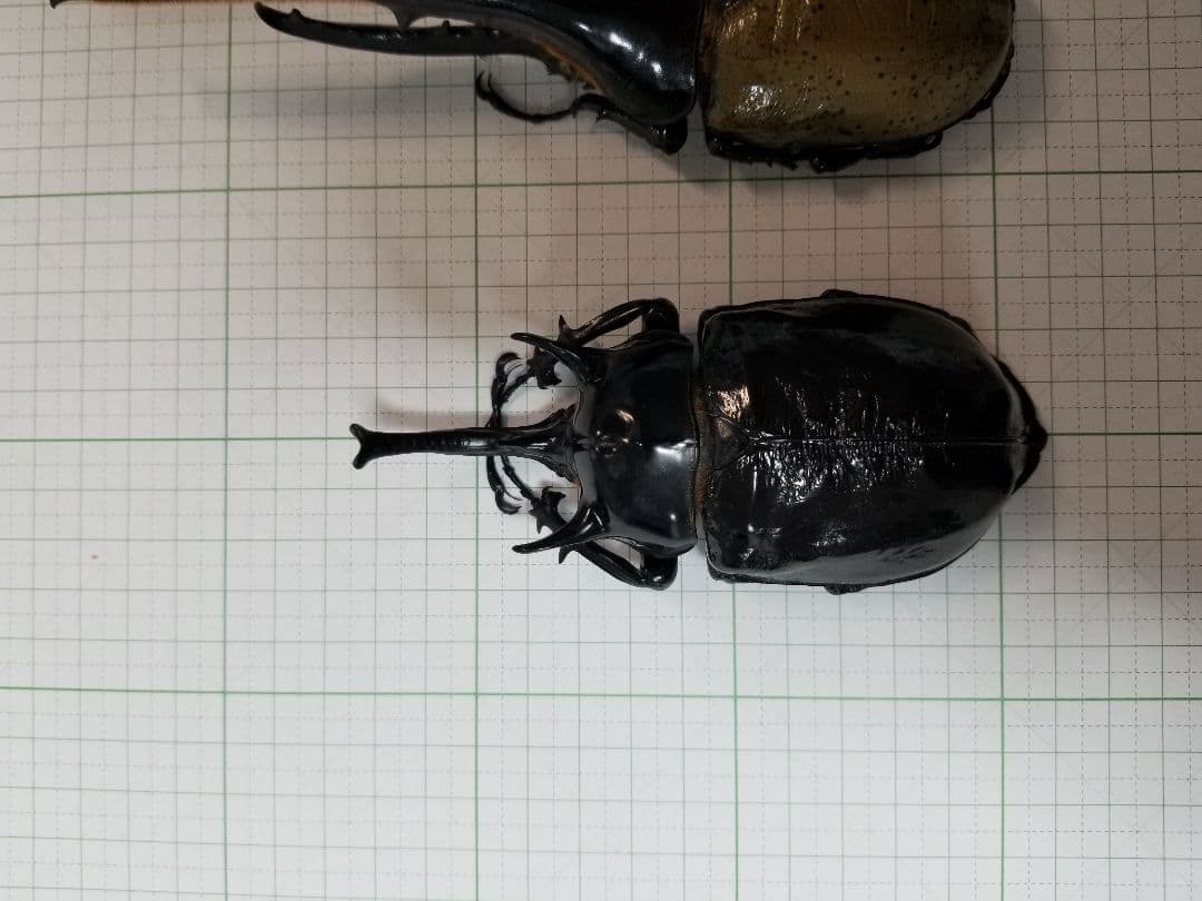 標本　マルスゾウカブト　大型118㎜