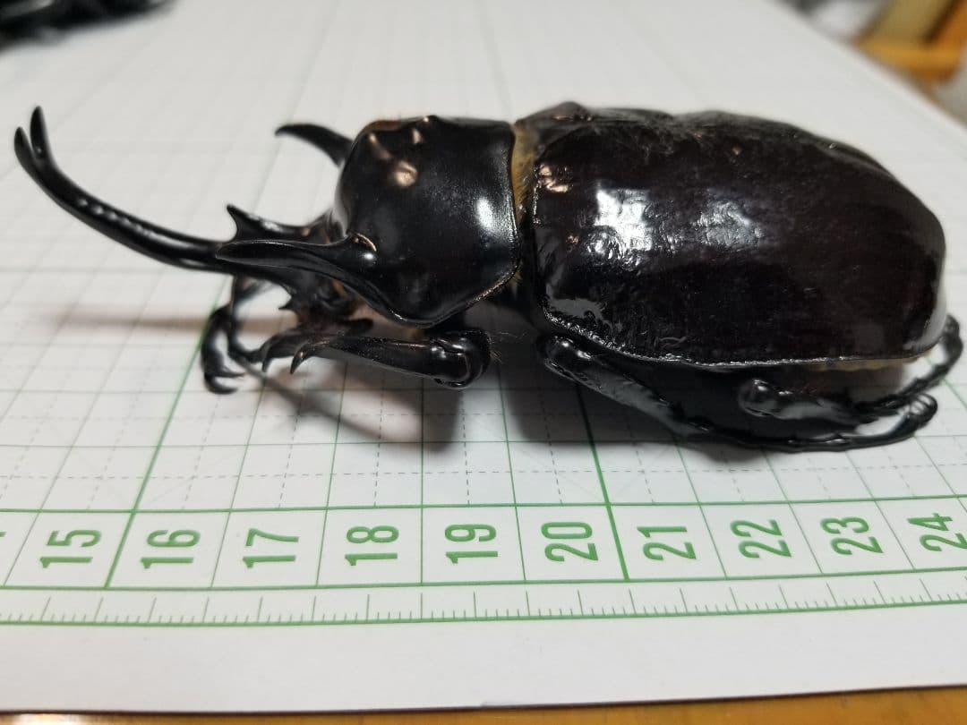 標本　マルスゾウカブト　大型118㎜