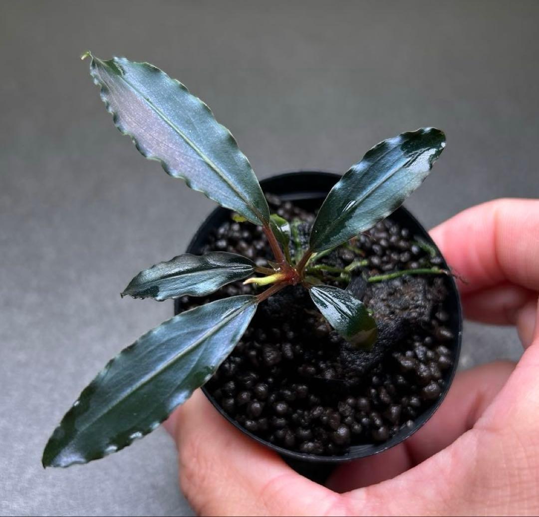 Bucephalandra sp.Deep Purple 【AZ1011-XX】