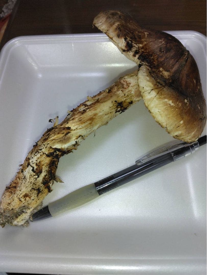 ビッグマミー(*´꒳`*) 　10月16日夕採れ 岩手県産　松茸