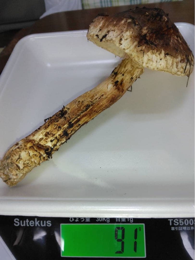 ビッグマミー(*´꒳`*) 　10月16日夕採れ 岩手県産　松茸