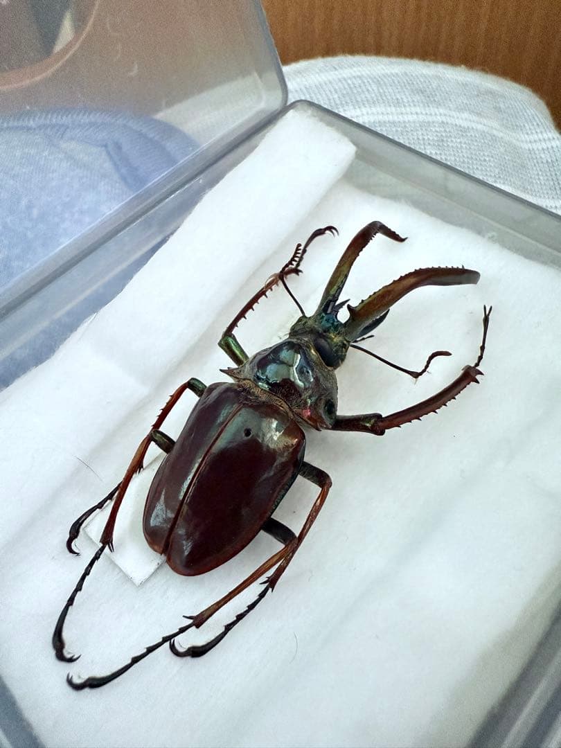 【貴重！】ホロメタリクス・チリクワガタ（コガシラクワガタ）