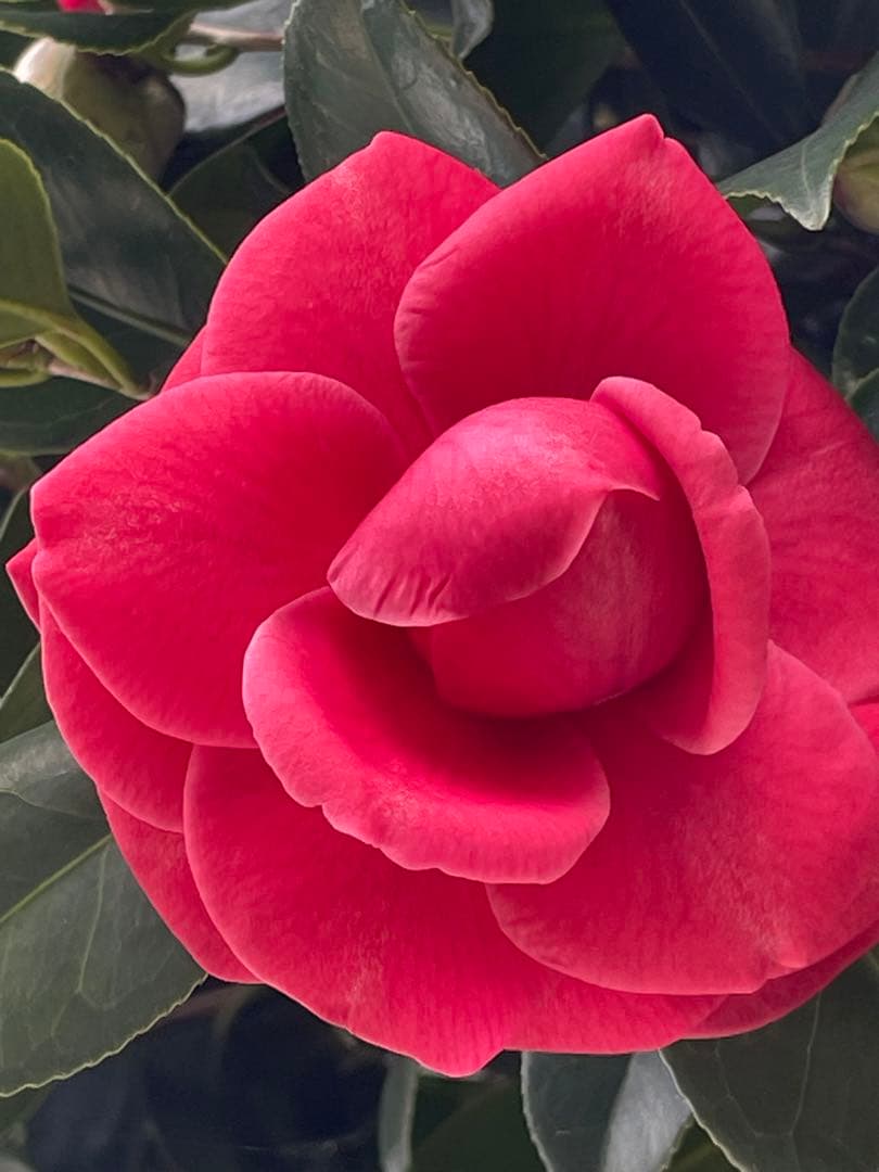 ママりん　金テープ9kg3ケース、2個小袋入り1個180束入り