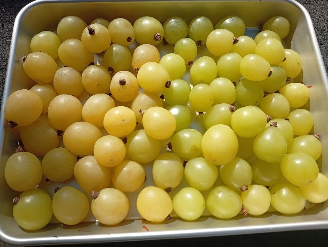 シャインマスカット5キロ☆家庭用・粒・訳あり☆食感良い☆北信州中野市産