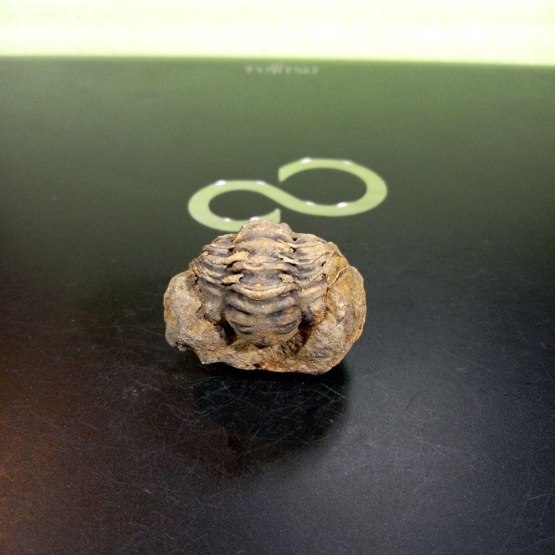 三葉虫　化石　fossil　ボリビア産　トライロバイト　三葉虫個体⑦