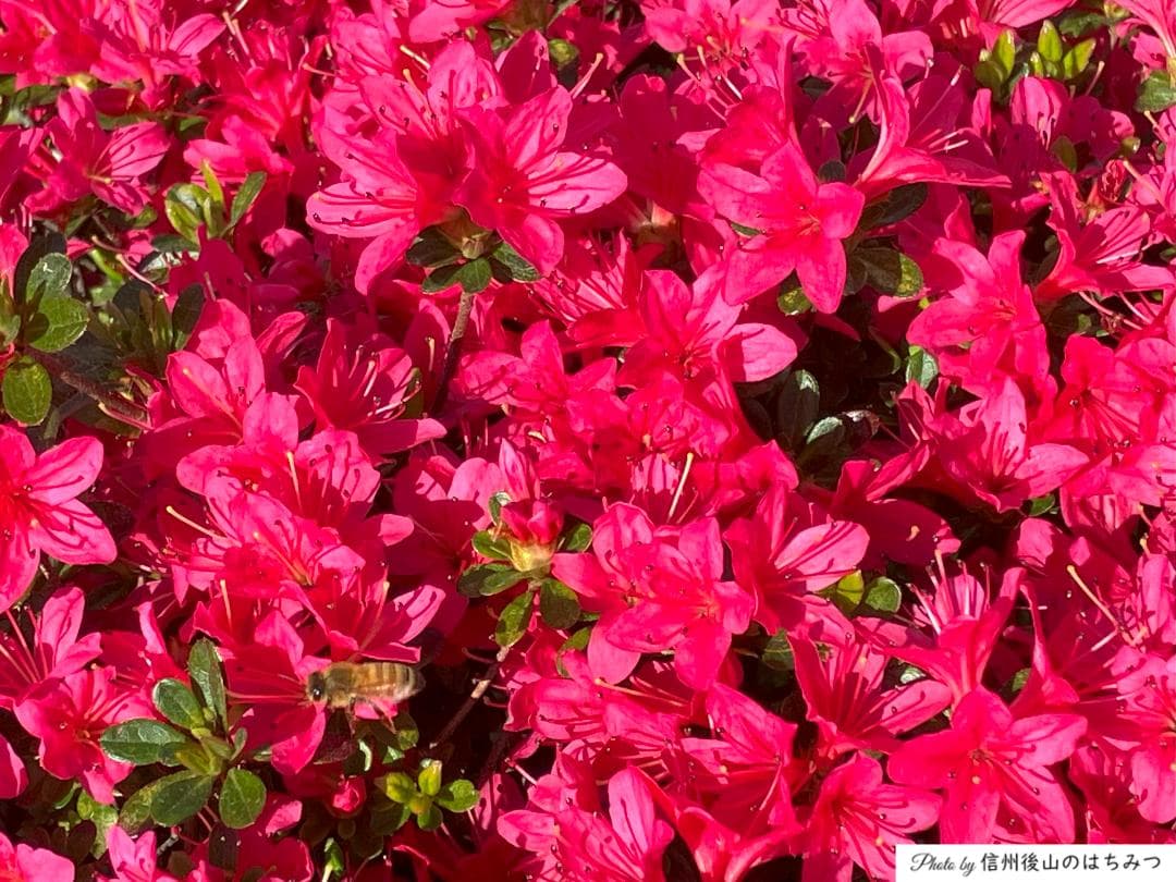 【R7/R6 各1本】百花蜜 1000g 長野県産 国産蜂蜜 生はちみつ