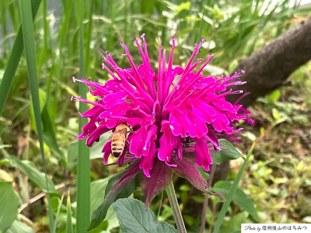 【R7/R6 各1本】百花蜜 1000g 長野県産 国産蜂蜜 生はちみつ