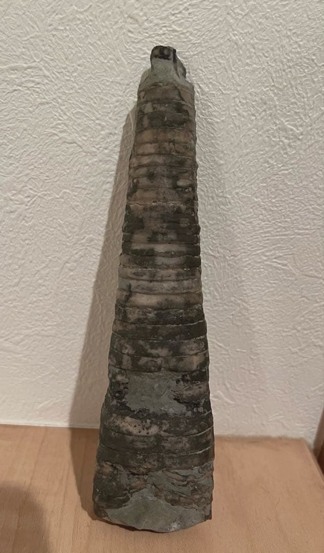 直角貝　化石　希少品