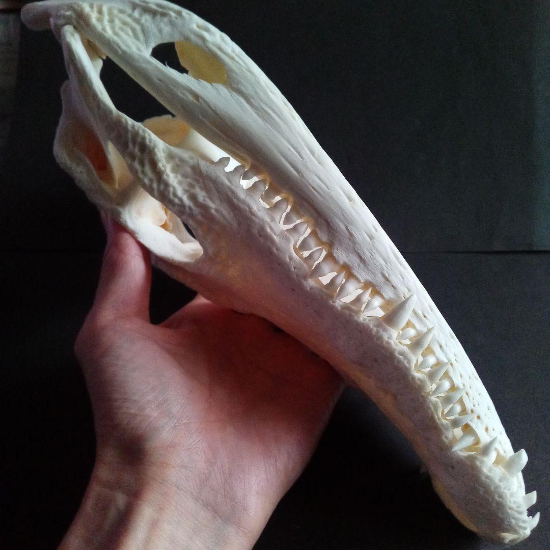 骨格　頭骨　ワニ　スカル　クロコダイル　美麗