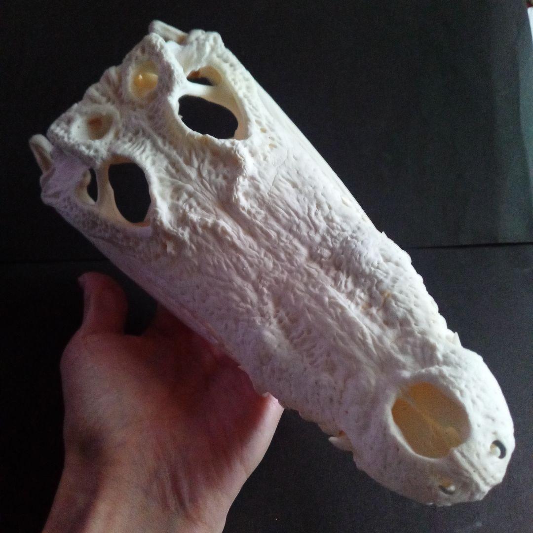 骨格　頭骨　ワニ　スカル　クロコダイル　美麗