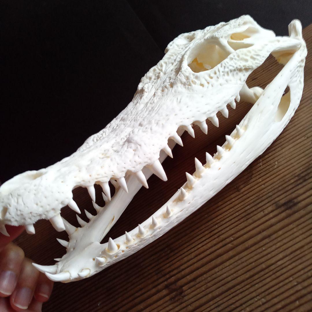 骨格　頭骨　ワニ　スカル　クロコダイル　美麗