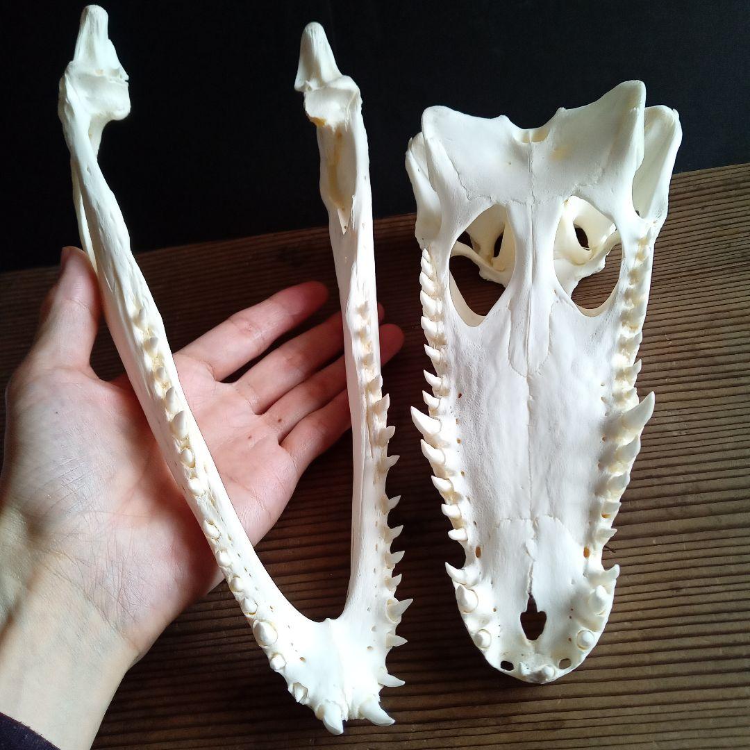 骨格　頭骨　ワニ　スカル　クロコダイル　美麗