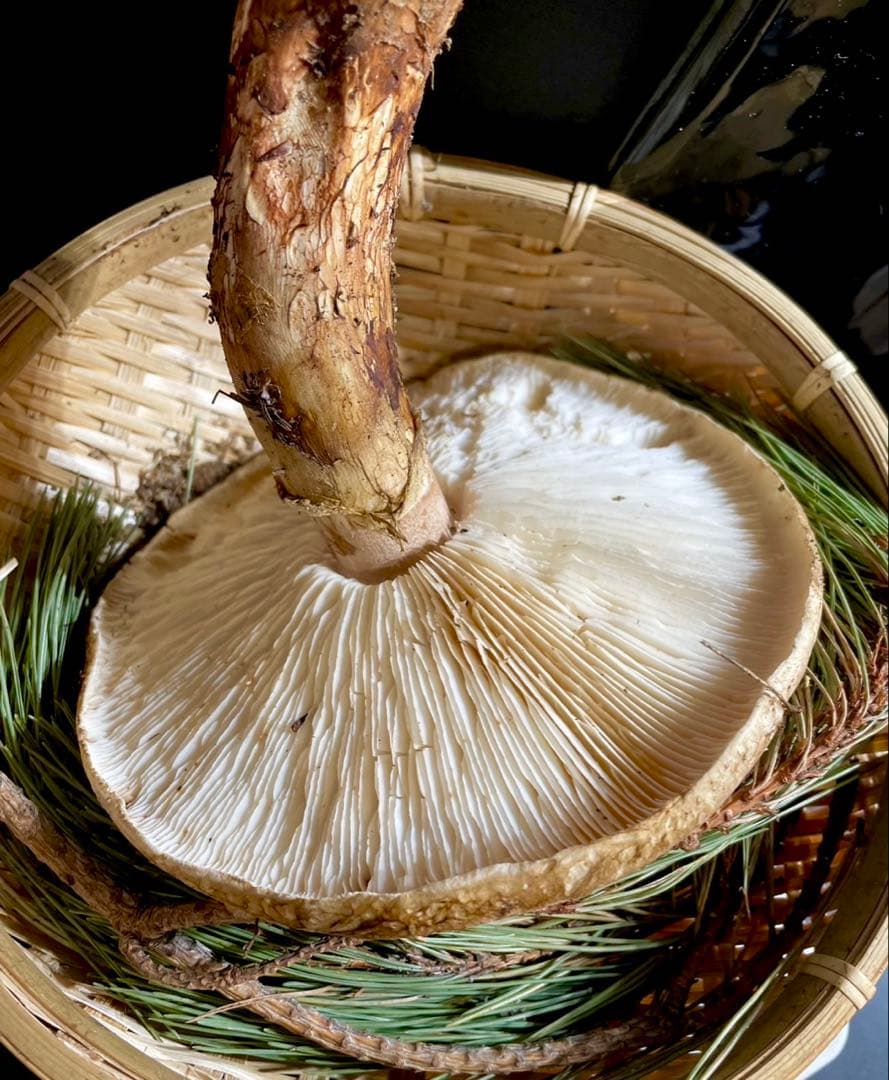 【大人気‼︎ 開き厳選 1本 今期最終‼︎】本日採れ‼︎ 松茸◆クール便発送◆