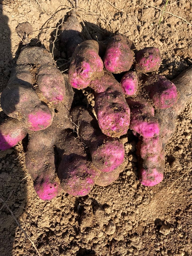 うずまき 紫山芋20kg(正月特価)