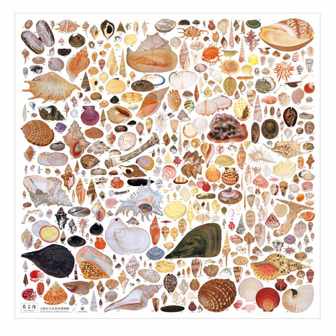 貝に沼る 解説書と風呂敷 特別展 大阪市立自然史博物館