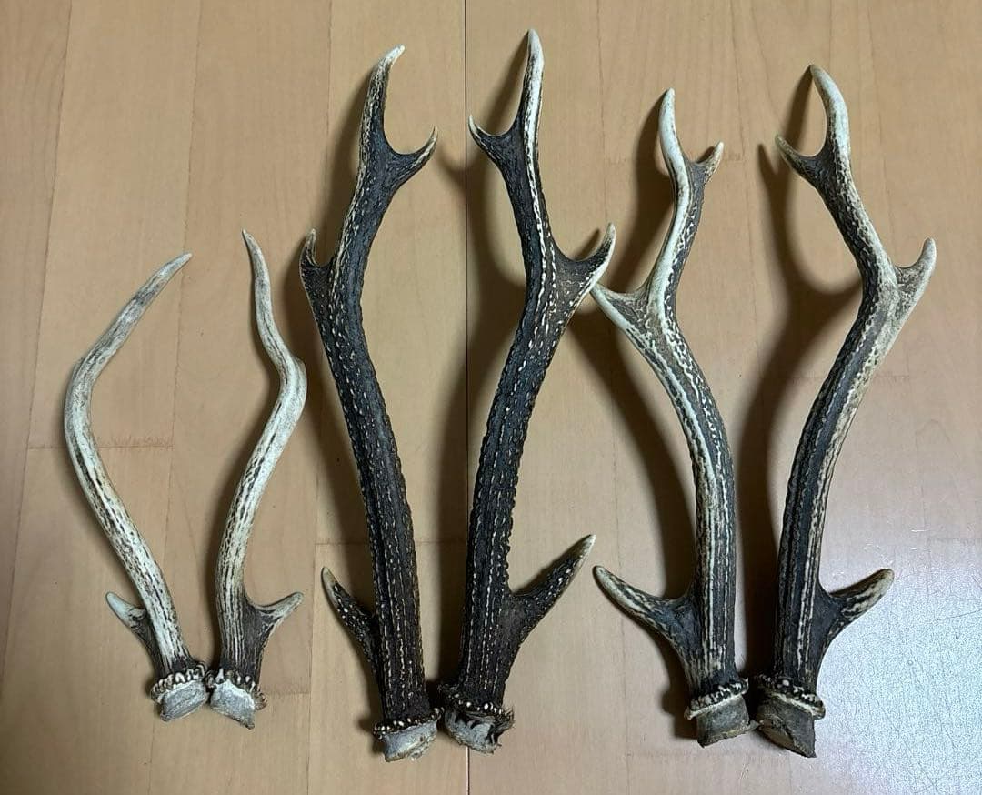 日本鹿　角　三対　6本セット　ニホンジカ　ツノ　まとめ売り　Ｏ