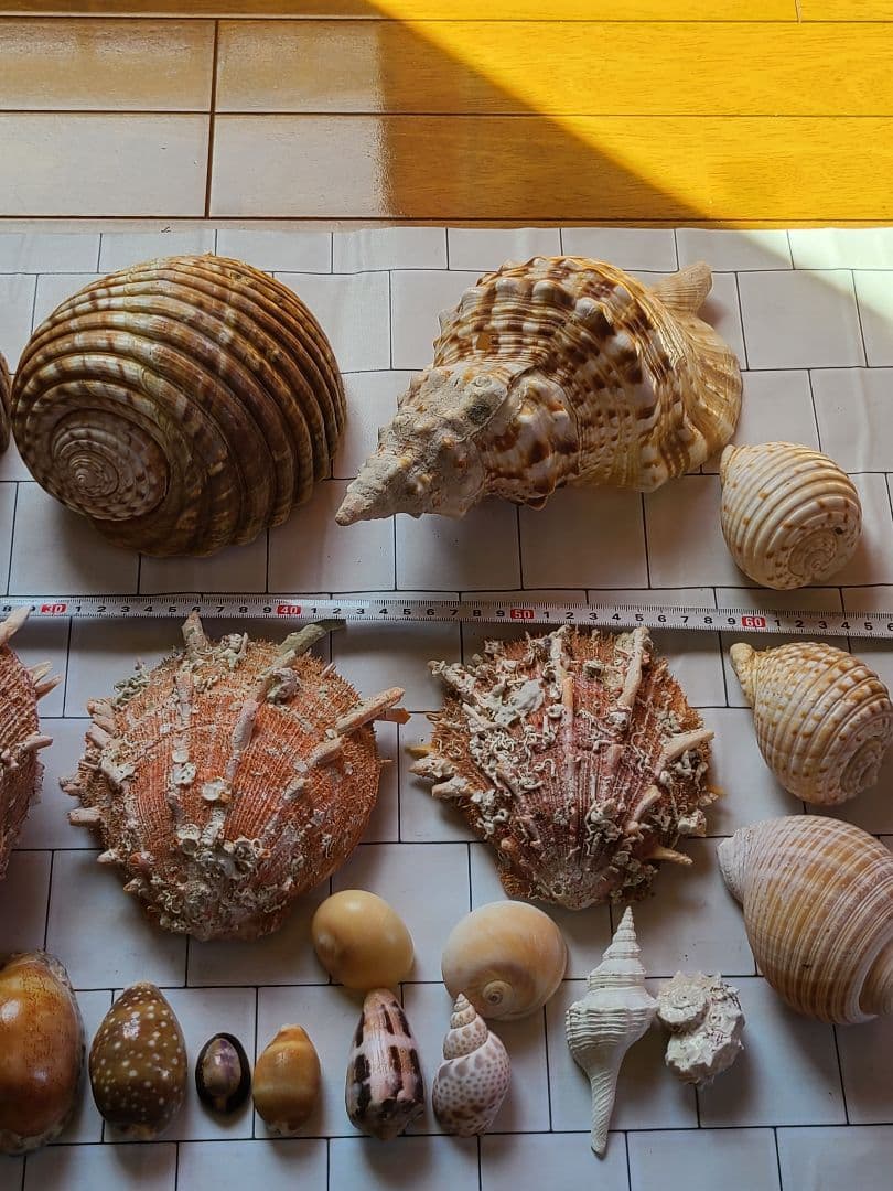 五島列島!特大! 貝殻　貝　標本　コレクション　タカラガイ　アンティーク　化石