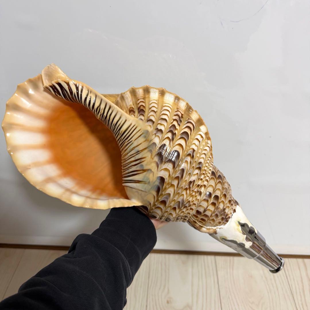 値下げしました！ 特大法螺貝‼️ ほら貝 ホラガイ 41cm