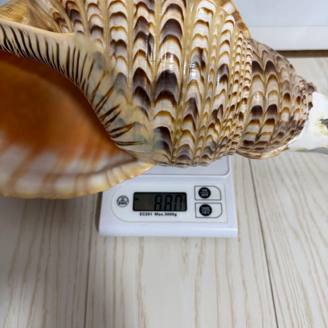 値下げしました！ 特大法螺貝‼️ ほら貝 ホラガイ 41cm