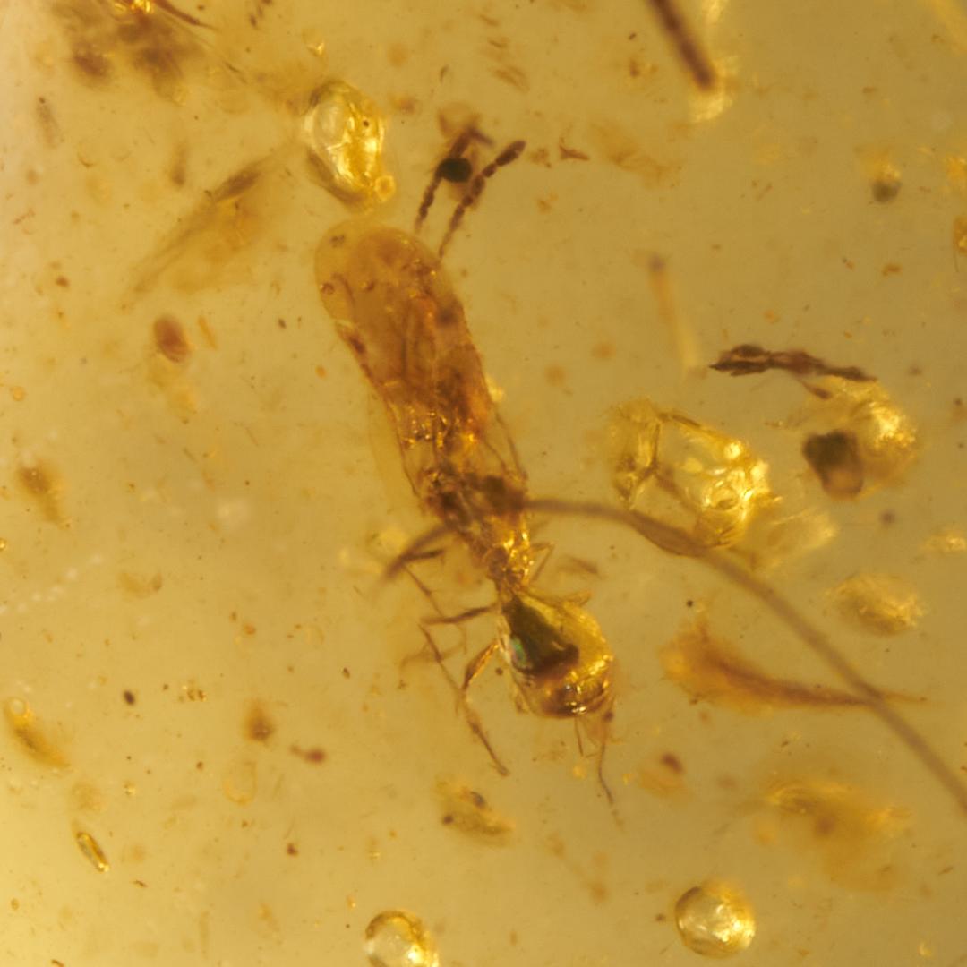 レア極上品 PA0006虫入り琥珀化石　ミャンマーカムティかタナイ9900万年前