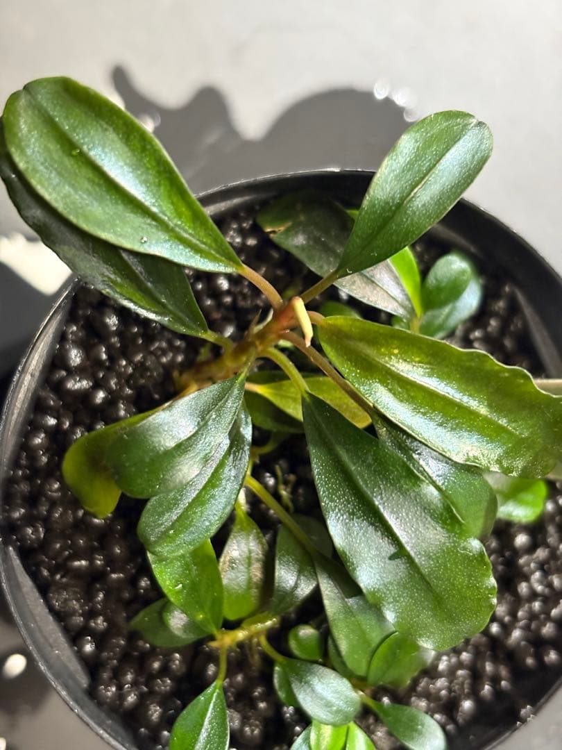 水草 Bucephalandra sp. Noble GT-tricolor