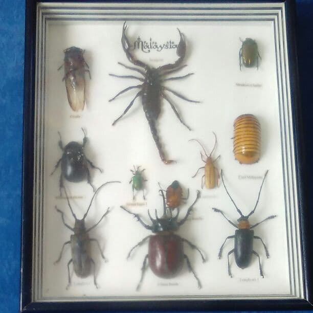 【必見!】貴重生物11匹セット