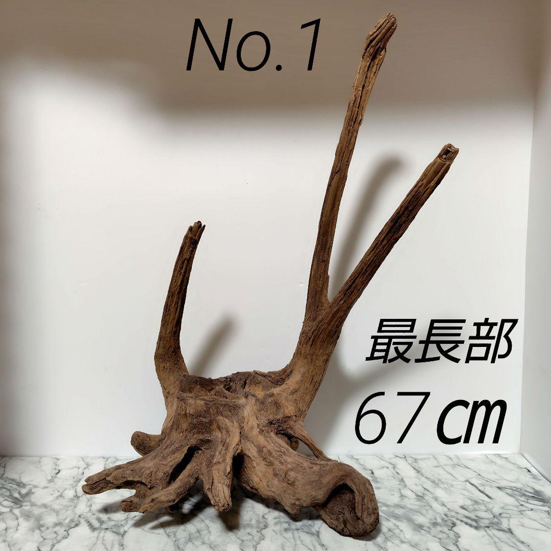 アク抜き済み流木【１】