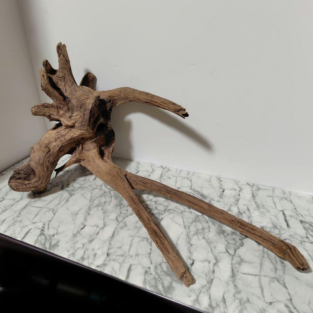 アク抜き済み流木【１】