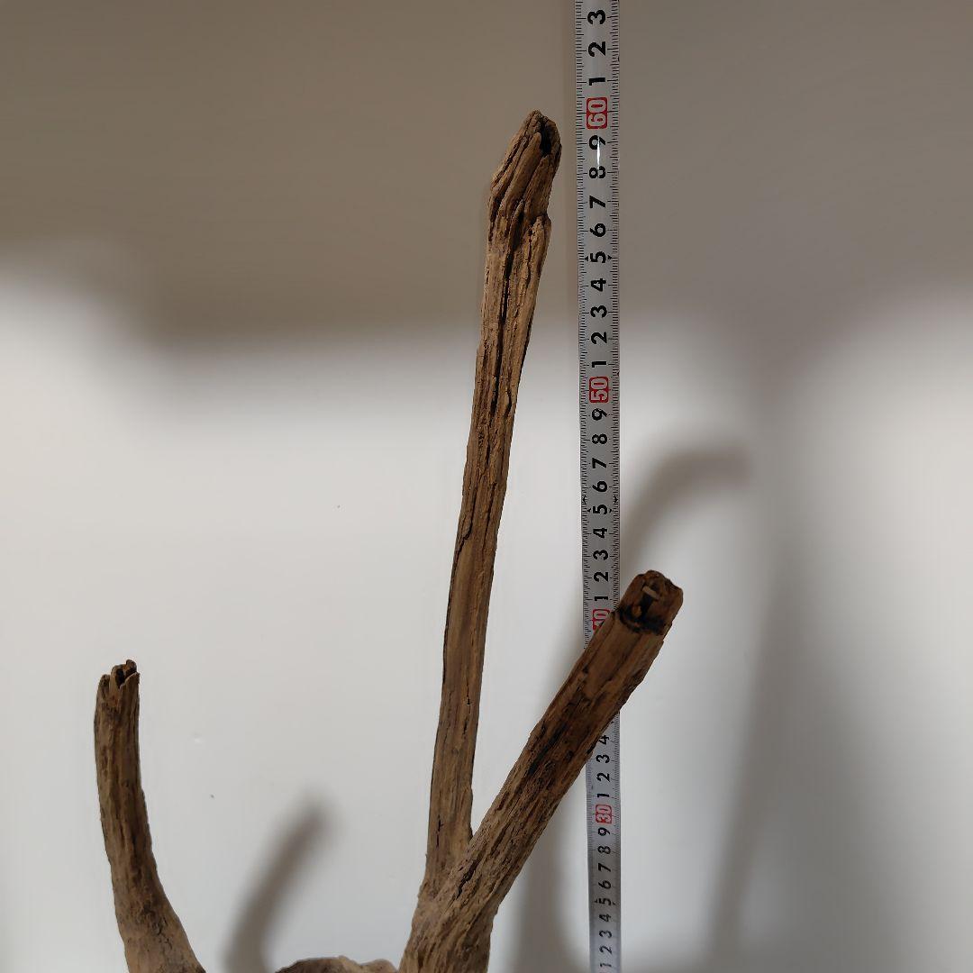 アク抜き済み流木【１】