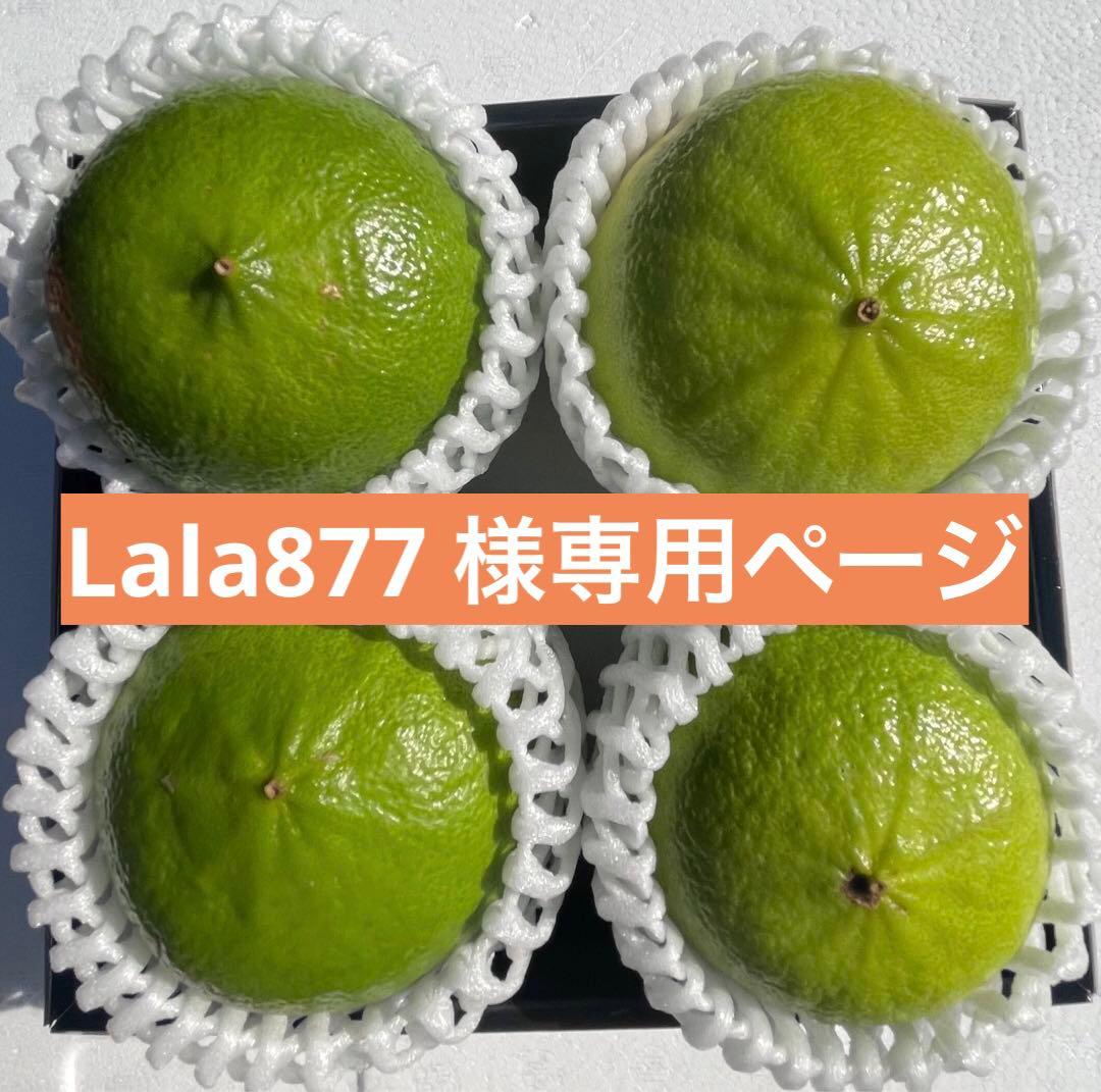 1国産ベルガモットオレンジ果実香りが強い露地栽培約9k A品（一部分B品含む）