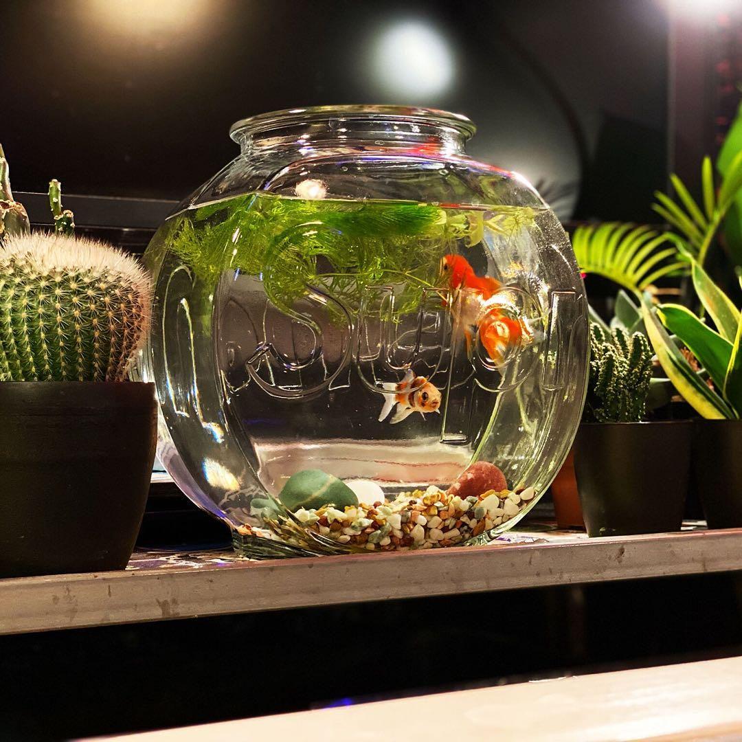 新品⭐シュプリーム⭐ロゴ ガラス アクアリウム 水槽 金魚鉢 テラリウム 花瓶