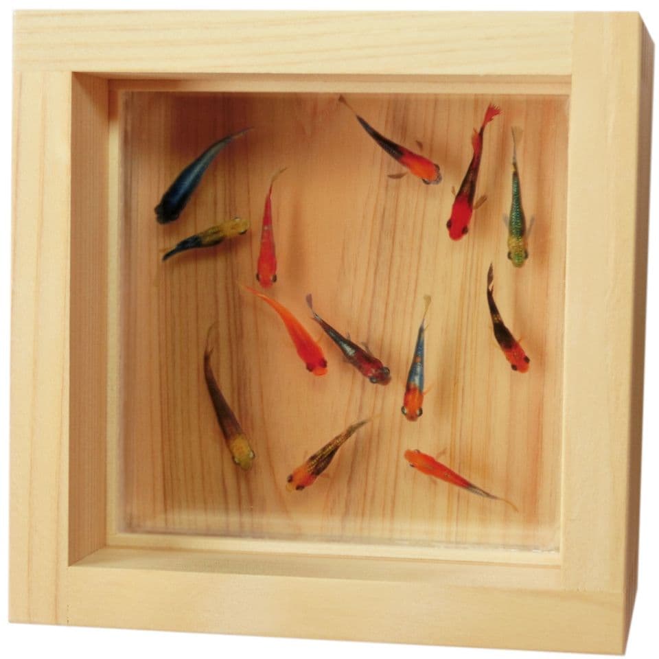 タイムセール めだか メダカ プレゼント 贈り物 金魚 生き物 フィギュア