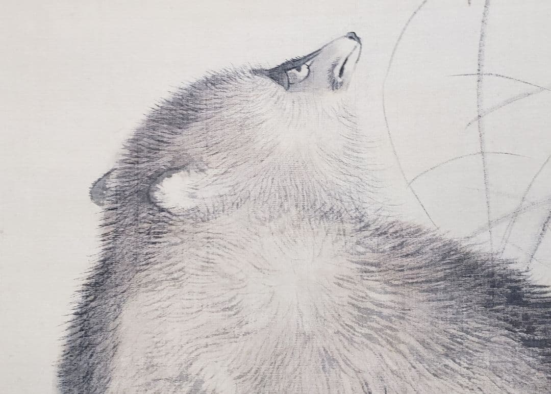 【ススキに狸図/月下】森徹山 2536 タヌキ　掛け軸　肉筆