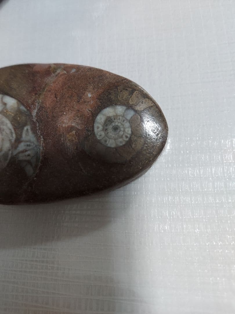 アンモナイトの化石
