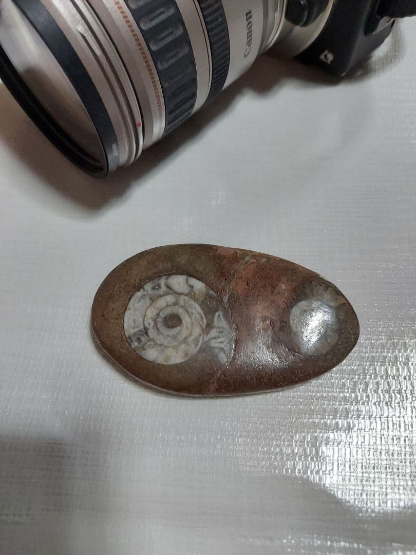 アンモナイトの化石